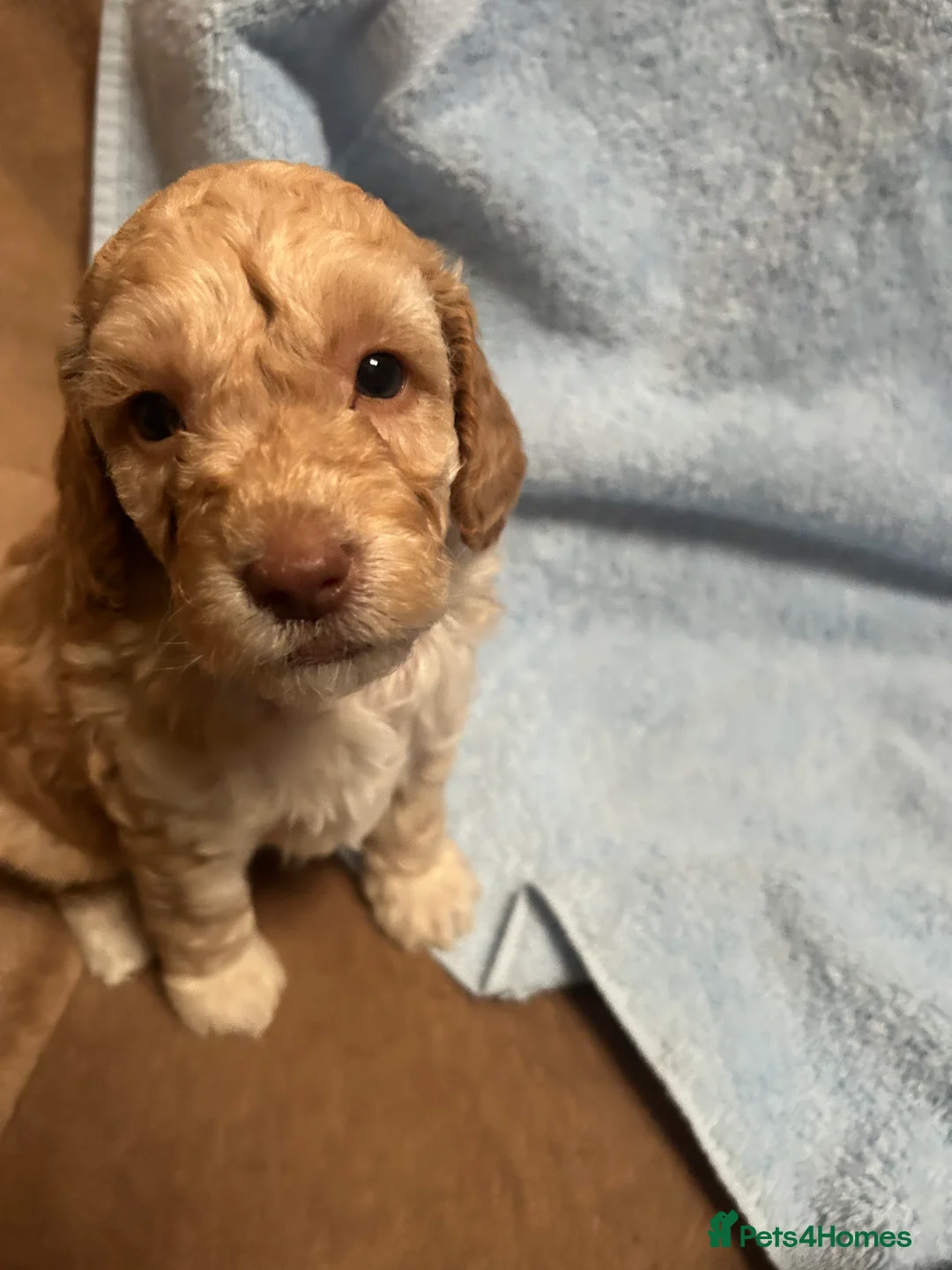 Cockapoo dogs for sale: Cockerpoo puppies  - Advert 7