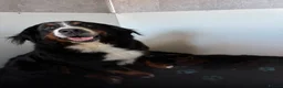 Bernedoodle dogs for sale: 6 gorgeous medium size bernedoodle puppies  - Advert 2