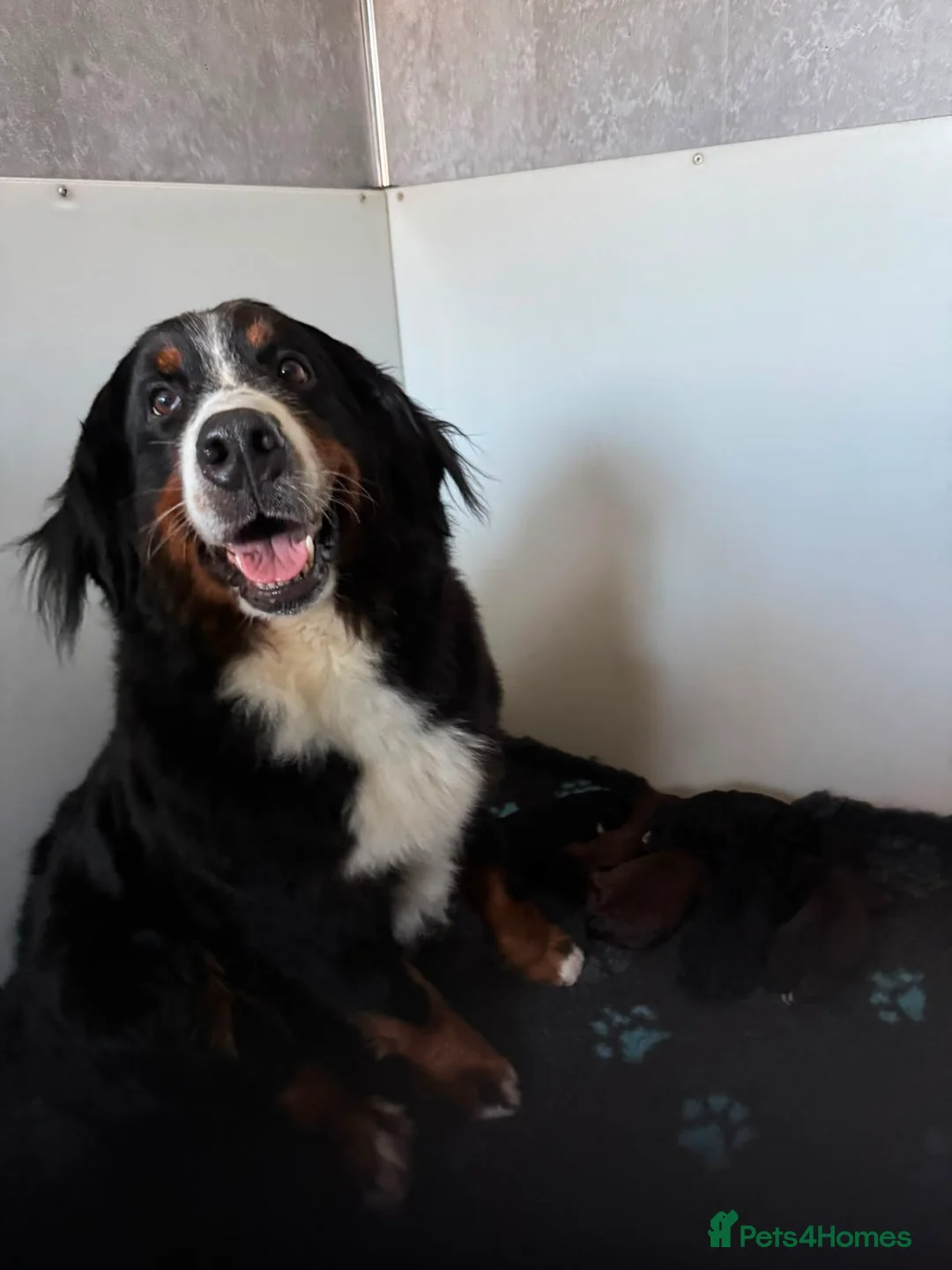 Bernedoodle dogs for sale: 6 gorgeous medium size bernedoodle puppies  - Advert 2