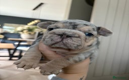 French Bulldog dogs for sale: Beautiful shades of blue babies - Image 5
