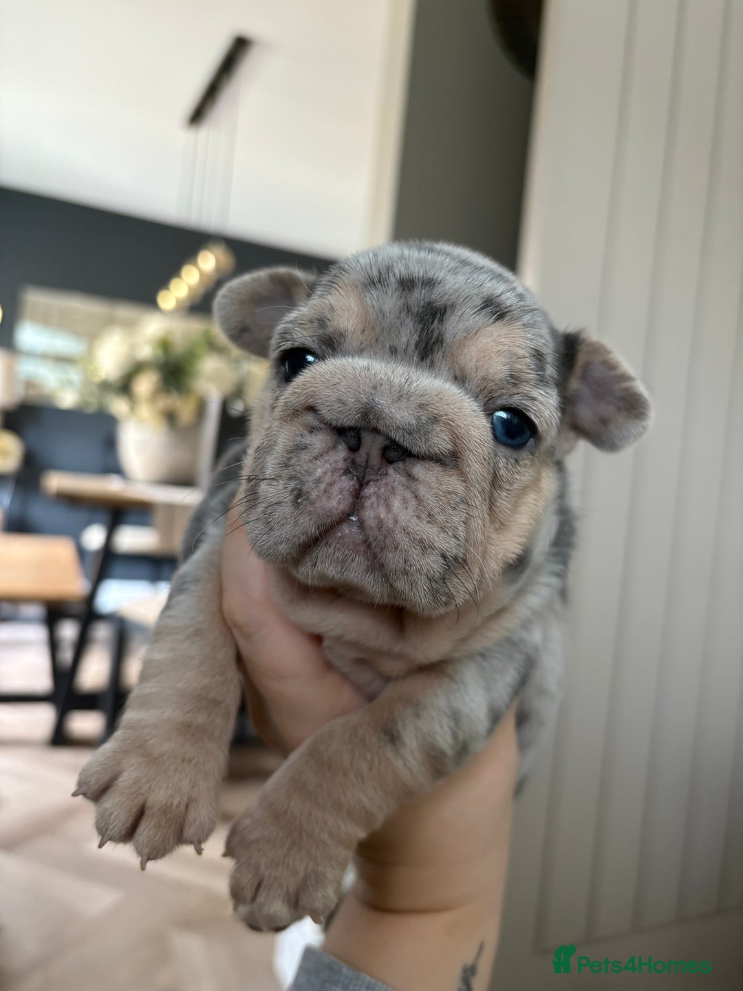 French Bulldog dogs for sale: Beautiful shades of blue babies - Image 5