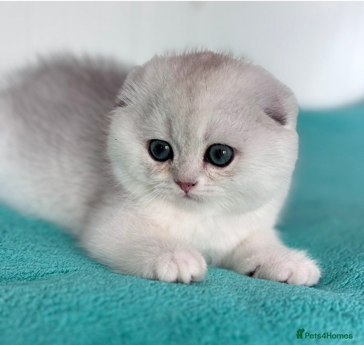 Scottish Fold cats 💎 Beautiful Scottish Fold Girls  - Advert 6