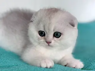 Scottish Fold cats 💎 Beautiful Scottish Fold Girls - Advert 6