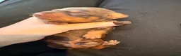 Miniature Dachshund dogs for stud: Chocolate & Tan  - Advert 2