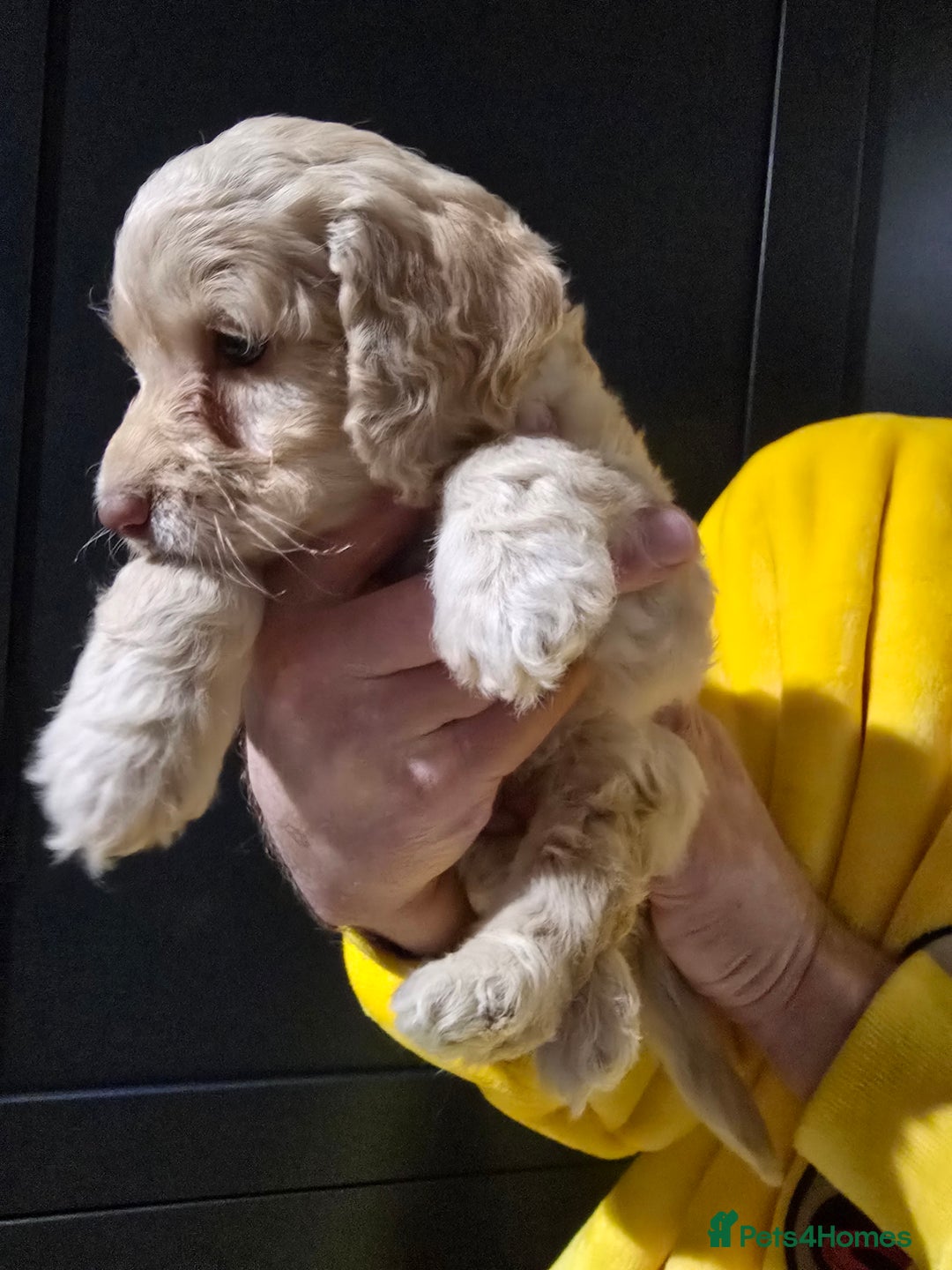 Cockapoo dogs for sale: F1 cockapoo puppies - extensive health tests - Advert 20