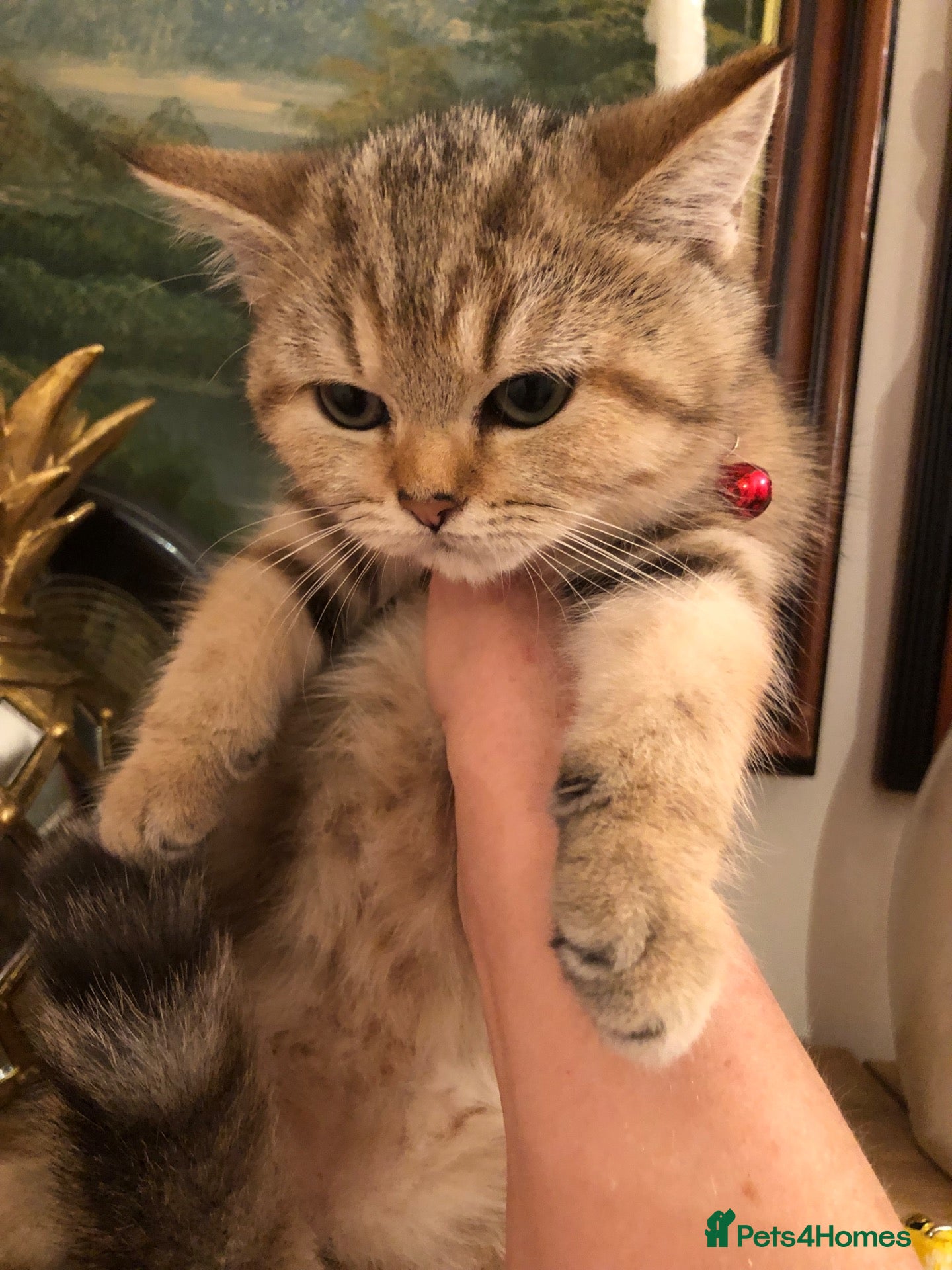 British Shorthair cats British shorthair kittens  - Advert 4