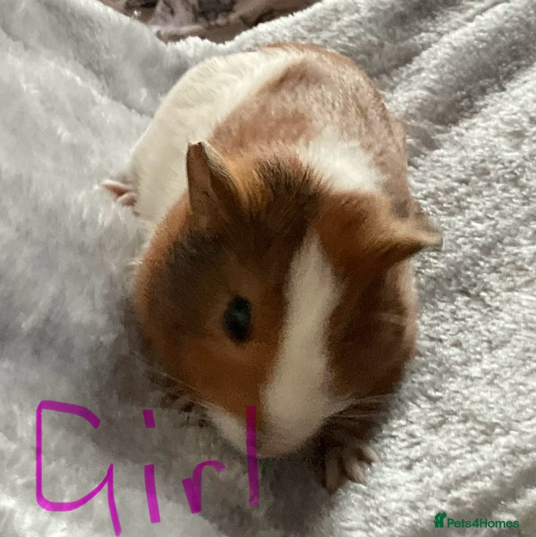 Guinea Pig rodents for sale: Mixed baby guinea pigs - Image 6