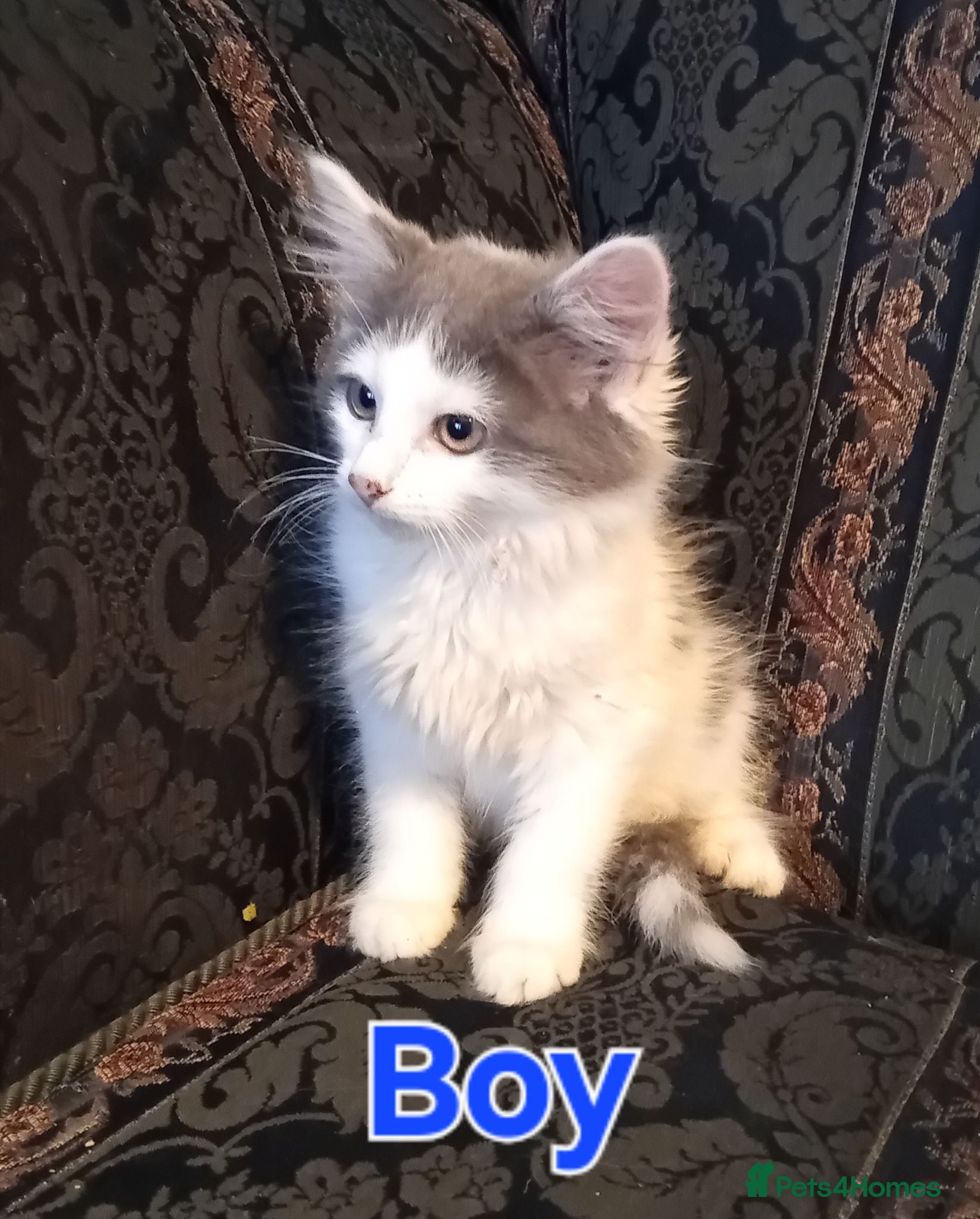 Norwegian Forest Cat cats Norwegian Forest Cat x Russian Blue Kittens - Advert 11