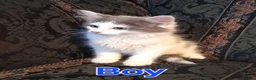 Norwegian Forest Cat cats for sale: Norwegian Forest Cat x Russian Blue Kittens - Advert 1