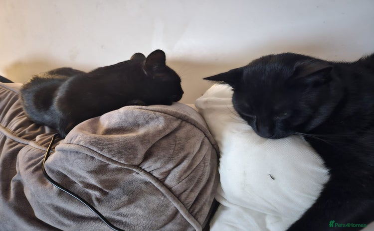 Bombay cats - Advert 2