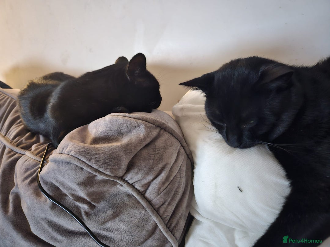 Bombay cats for sale: 2 boy brothers, beautiful and loved. Twins - Image 1