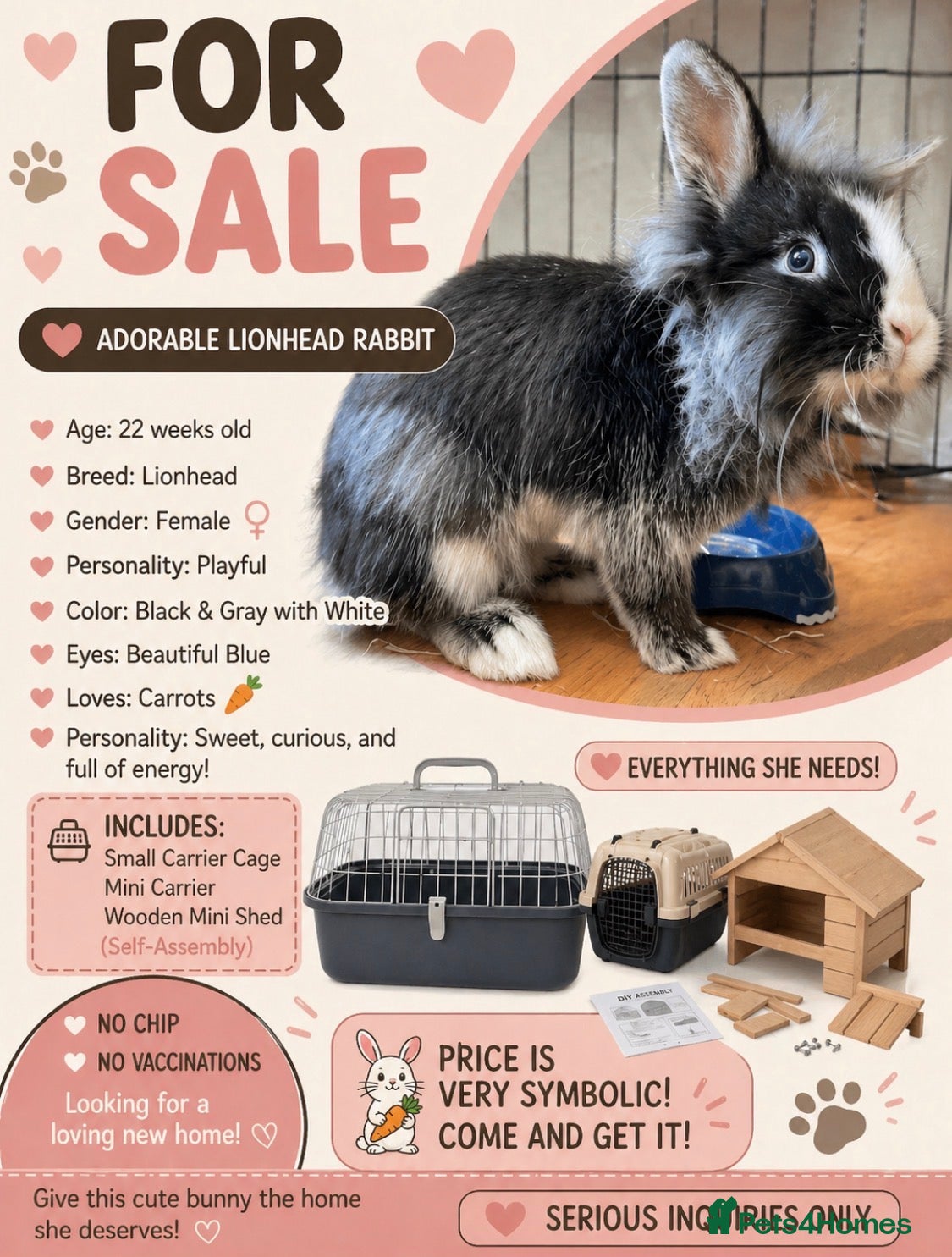 Lionhead rabbits Rabbit  - Advert 1
