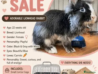 Lionhead rabbits Rabbit - Advert 1