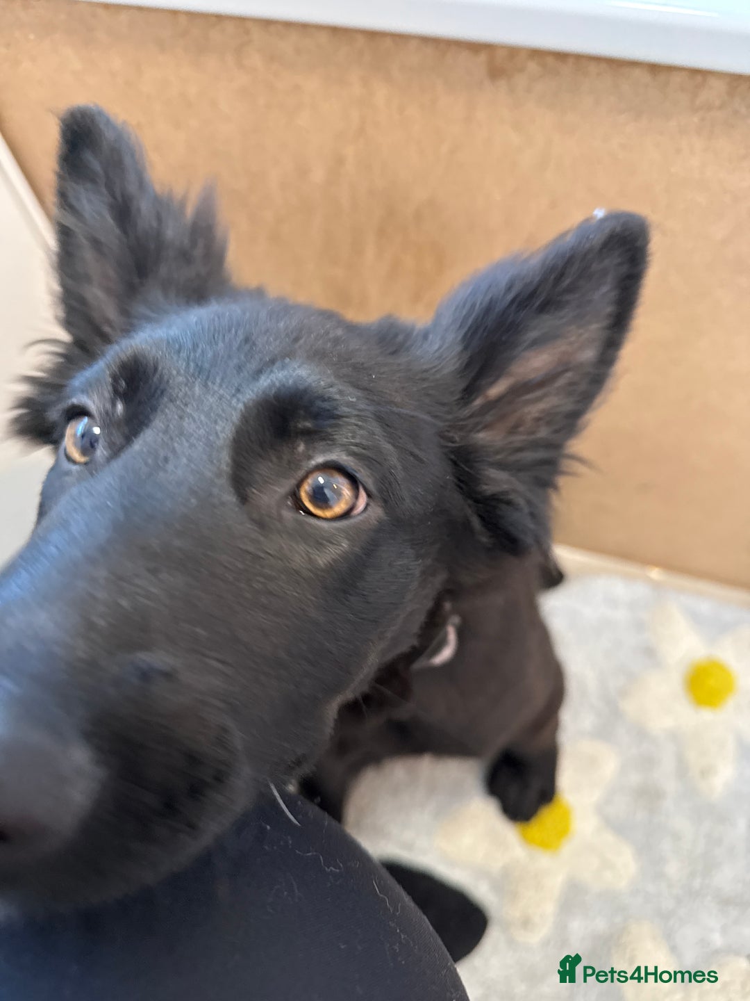 German Shepherd dogs for sale: All black female German Shepard  - Image 6