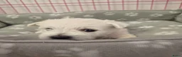 West Highland Terrier dogs for sale: Beautiful healthy litter of westie puppies  - Advert 17