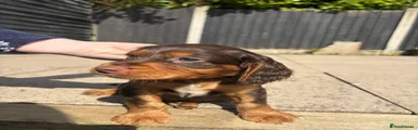 Cocker Spaniel Puppy 1