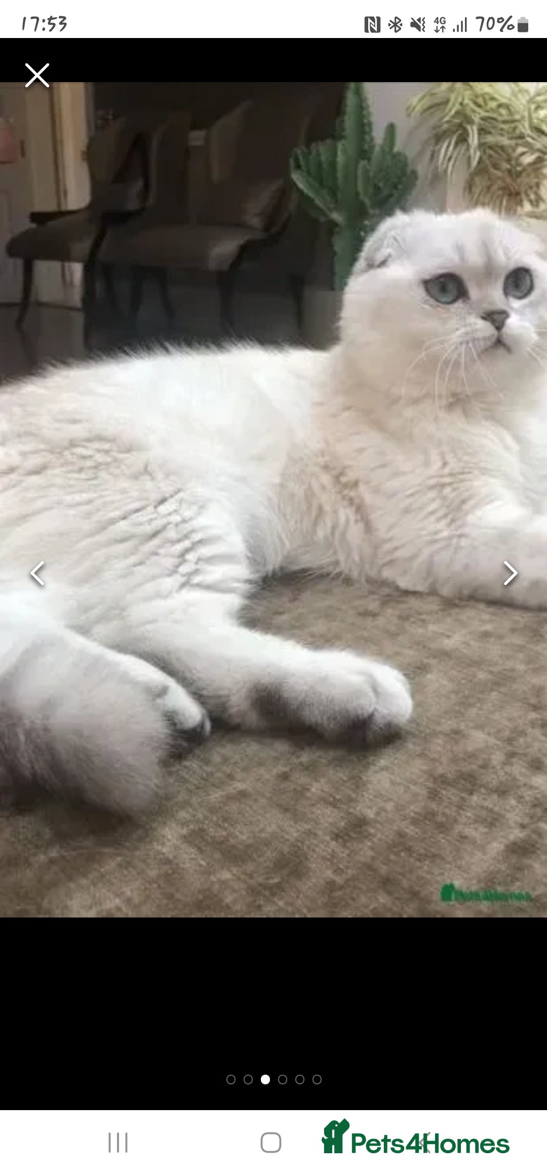 Scottish Fold cats for sale: Stunning scottish folds - Advert 10