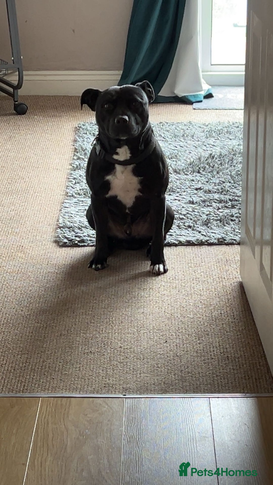 Staffordshire Bull Terrier dogs for sale: 9 Beautiful staffy X pups  - Image 2