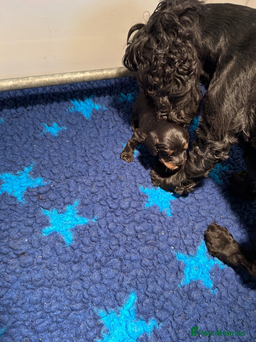Cocker Spaniel dogs for sale: Lovely female black & Tan Show Type puppy - Advert 10