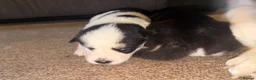 Huskita dogs for sale: Beautiful Huskey pups 3/4 still available  - Advert 4