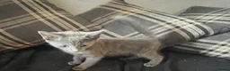 Munchkin cats for sale: Beautiful munchkin  - Advert 3
