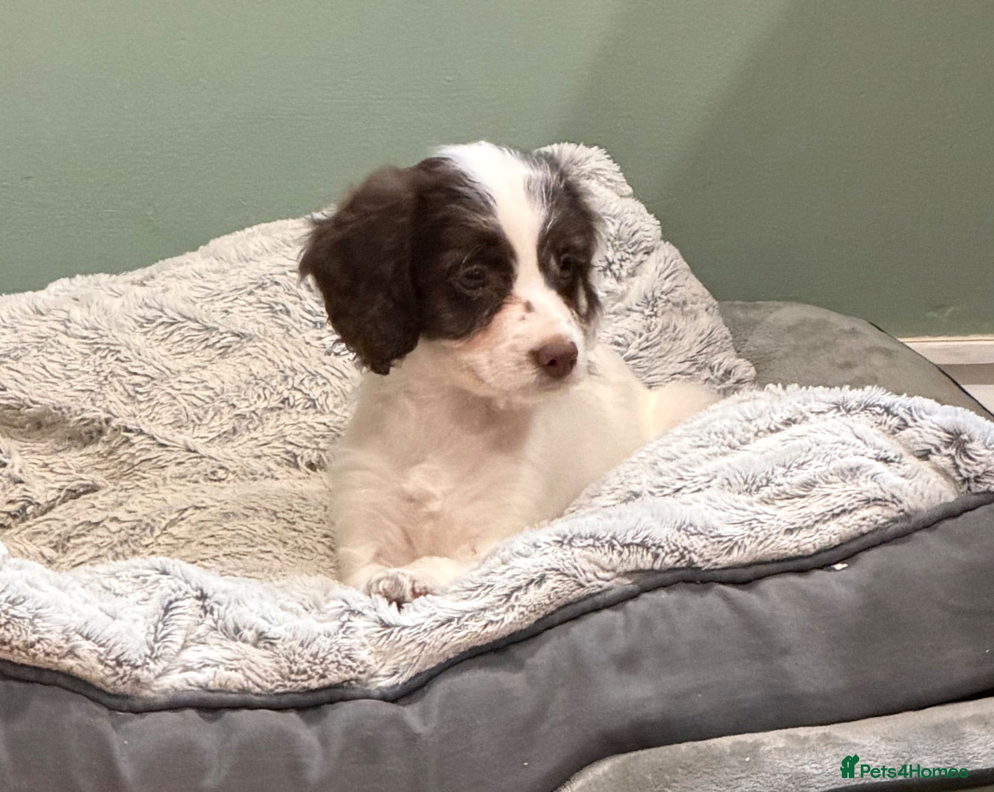 Sproodle dogs Sproodle Puppies from experienced, licensed breedr - Advert 1