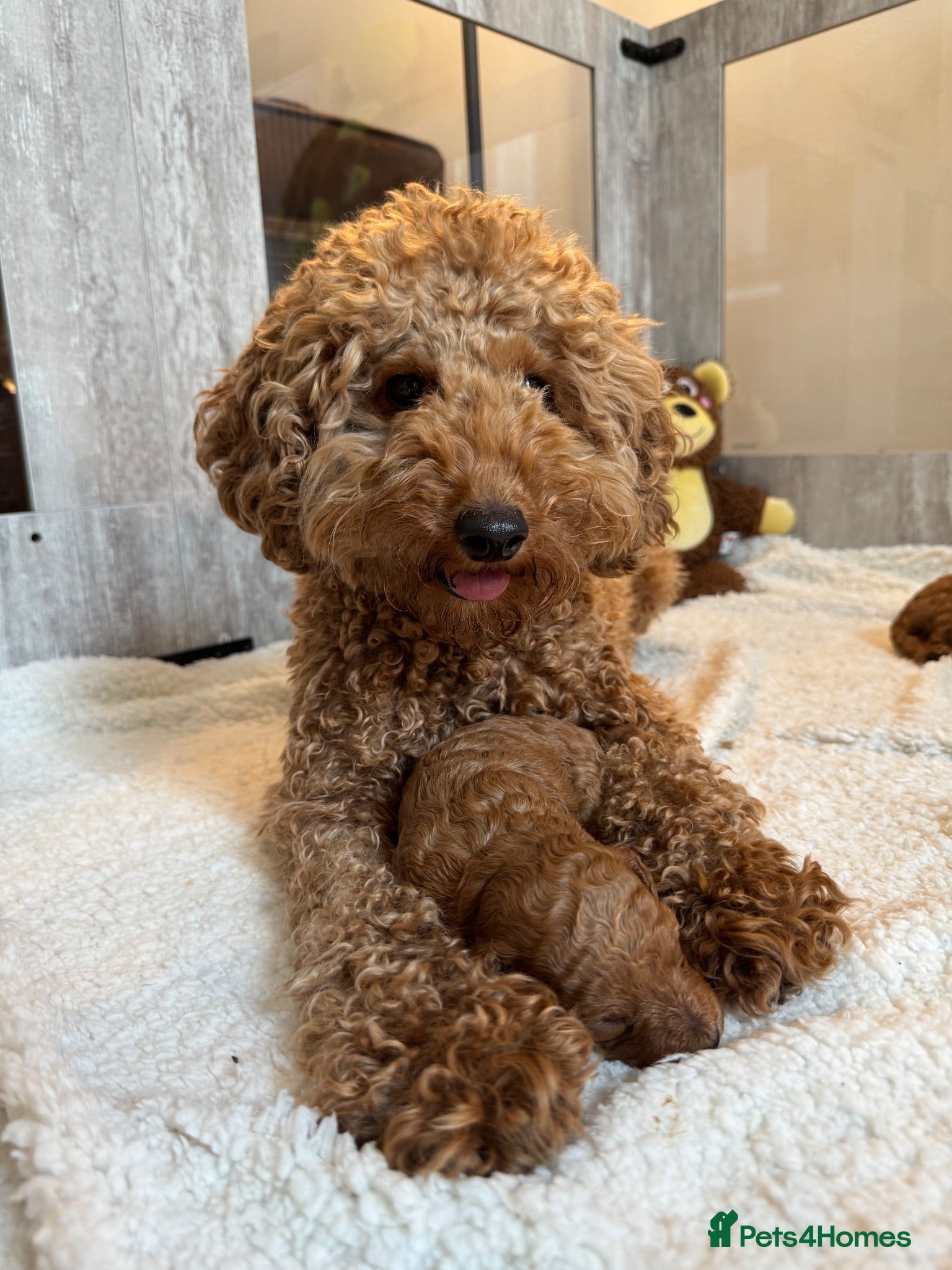 Toy Poodle dogs Last boy available 🐶 Kennel Club Registered  - Advert 16