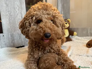 Toy Poodle dogs Last boy available 🐶 Kennel Club Registered - Advert 16