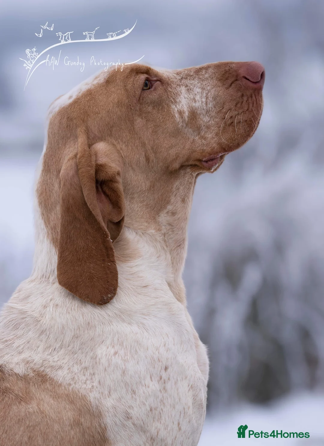Bracco Italiano dogs for sale: Spring Litter Planned  - Advert 3