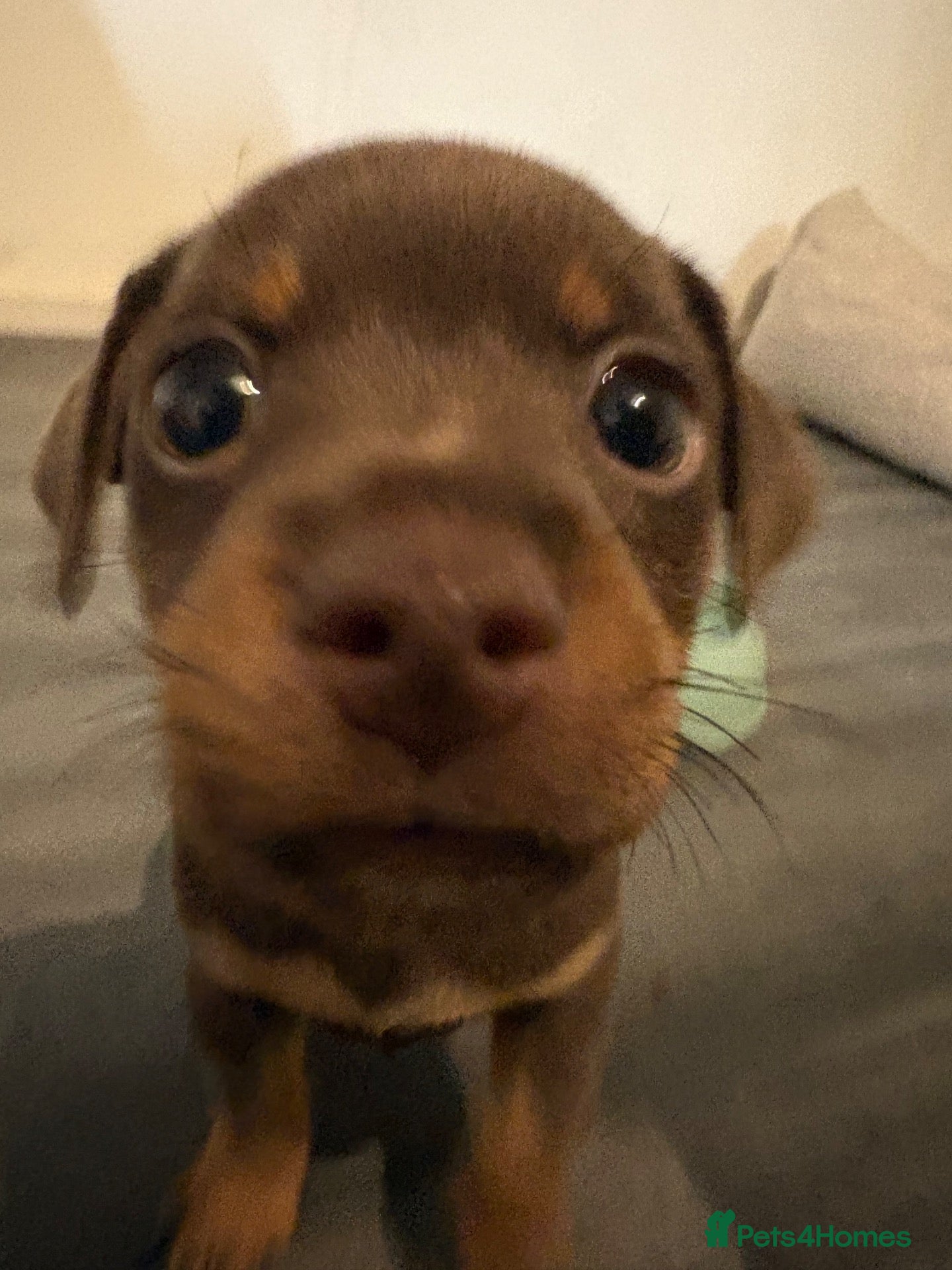 Mixed Breed dogs CROSSBREED FRENCH-PIN PUPPY - Advert 1