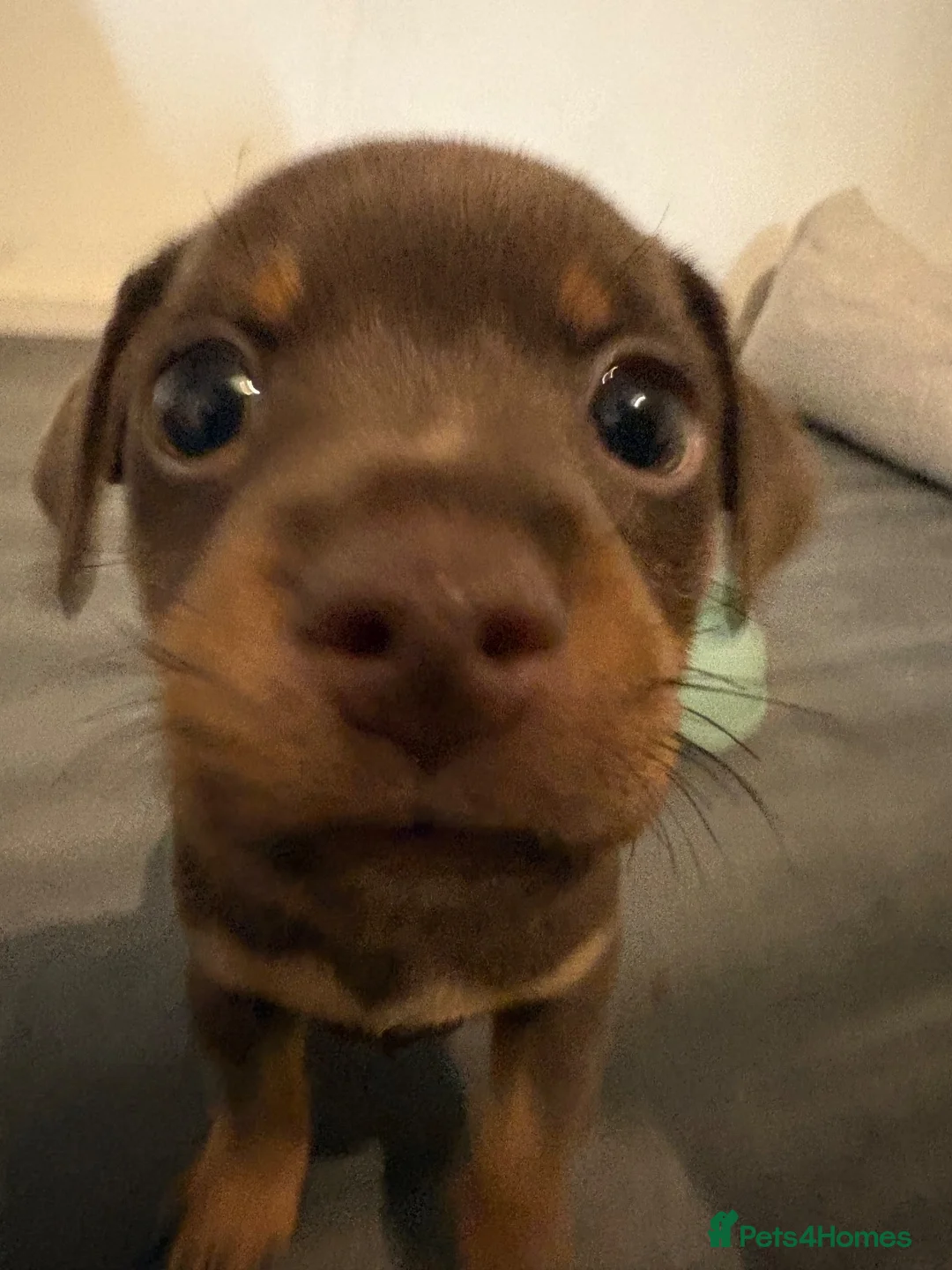 Mixed Breed dogs for sale: CROSSBREED FRENCH-PIN PUPPY - Advert 1