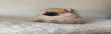 Pomeranian Puppy 1