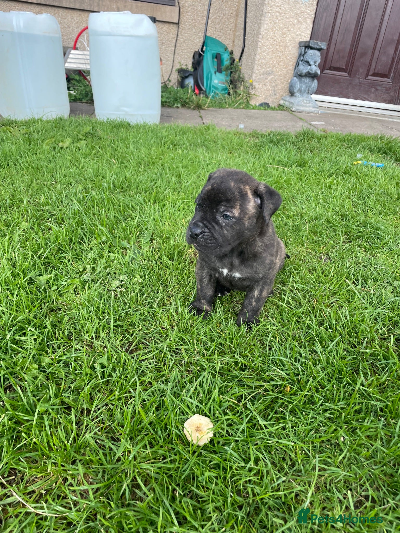 Mixed Breed dogs Boerboel molasses  - Advert 2