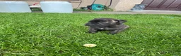 Mixed Breed dogs for sale: Boerboel molasses  - Advert 2