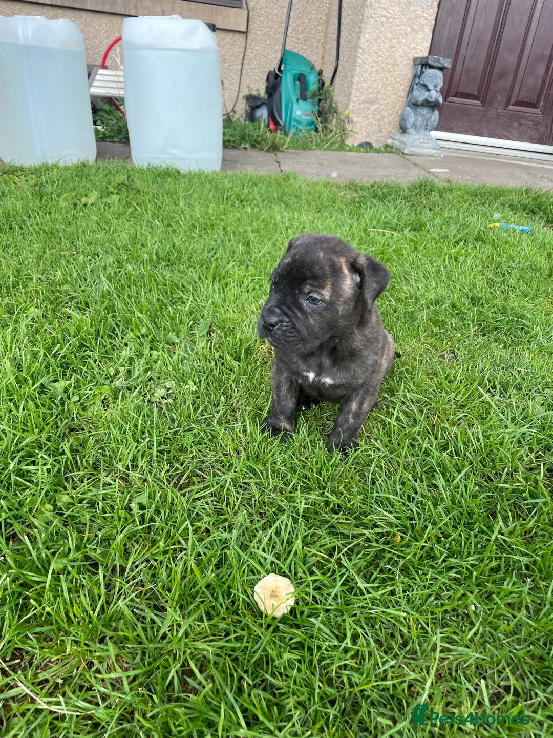 Mixed Breed dogs for sale: Boerboel molasses  - Advert 2