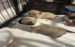 Chihuahua dogs for sale: Full pedigree Chihuahua puppies - Image 8