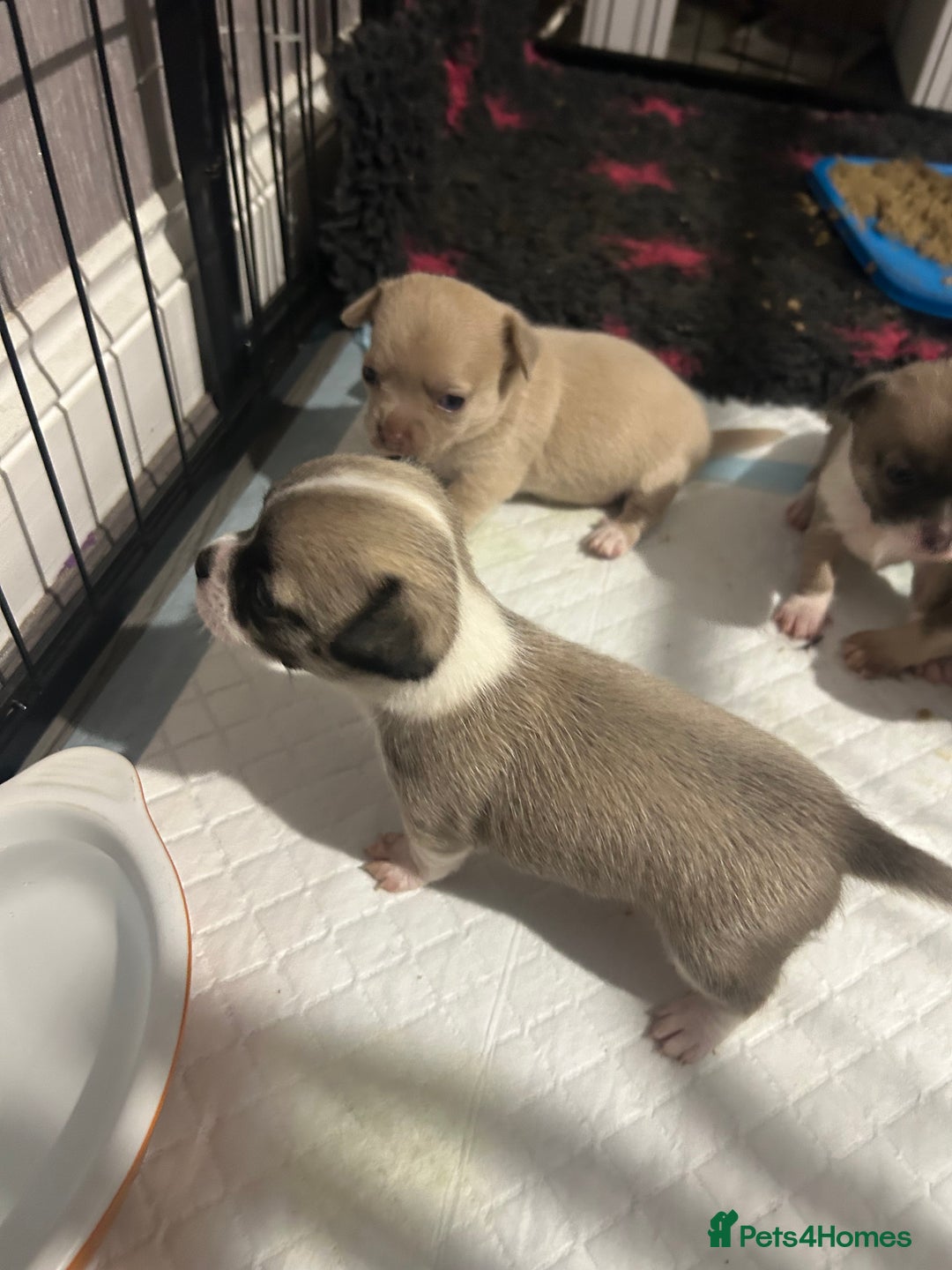 Chihuahua dogs for sale: Full pedigree Chihuahua puppies - Image 8