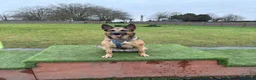 Mixed Breed dogs for sale: 3 year old German X Belgian mallinois in Warrington - Advert 4