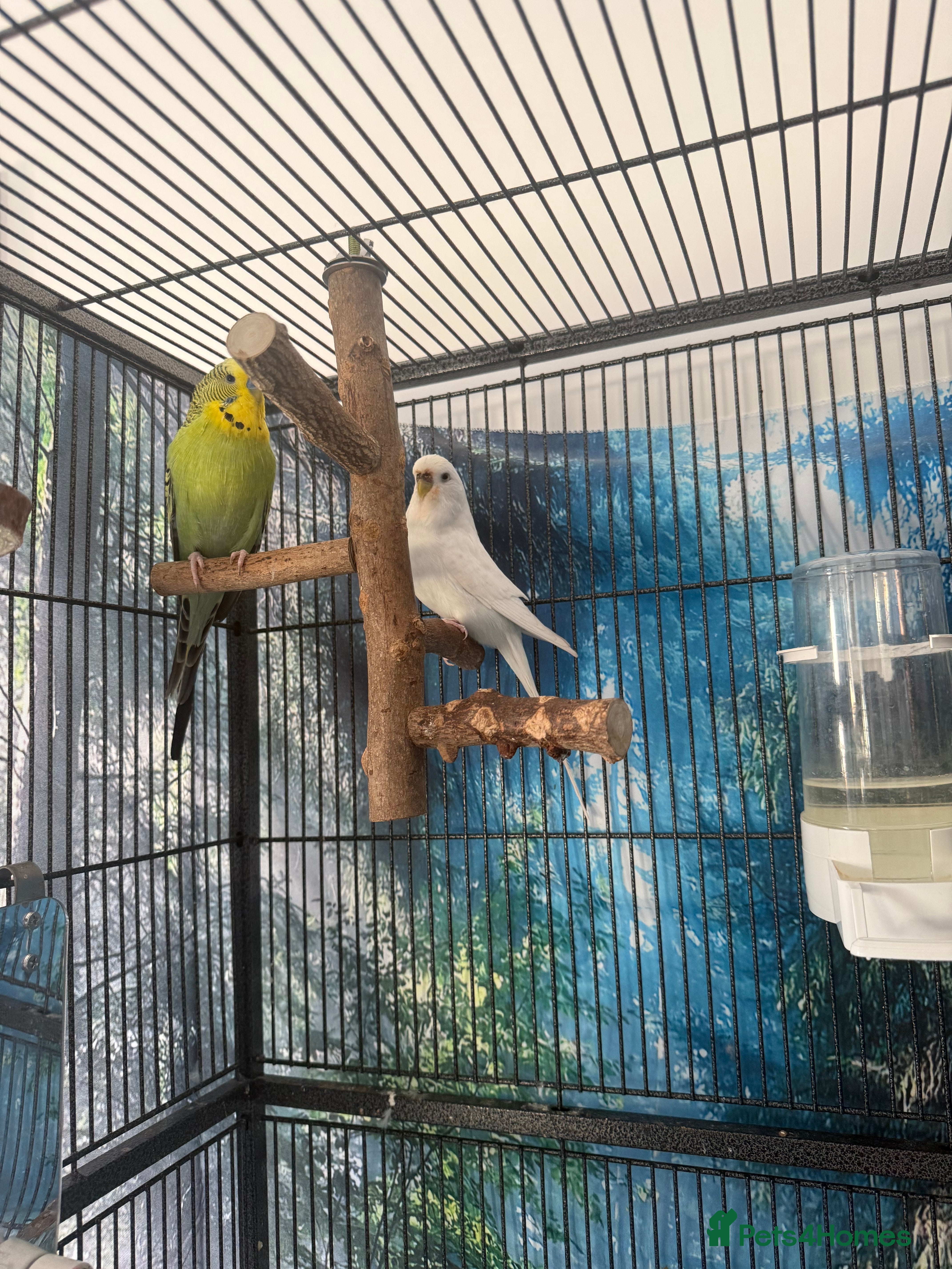 Budgerigars birds Female 3-4 year old Budgie  - Advert 1