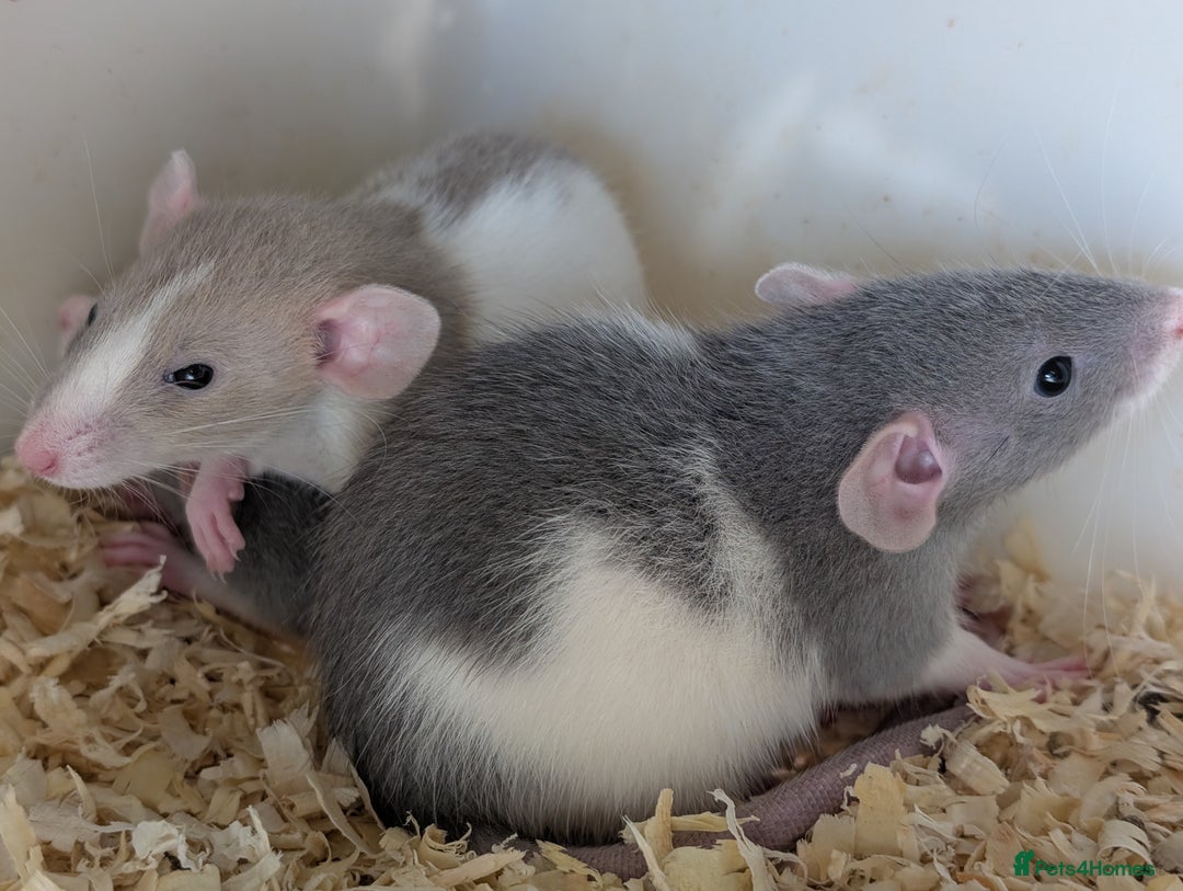 Rat rodents for sale: Fancy rat - Image 2