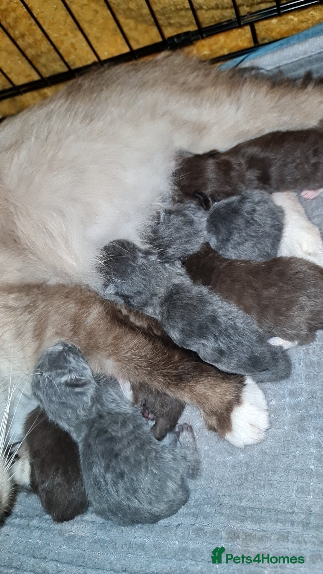 British Shorthair cats Beautiful cinnamon/choc and blue babies 😸 - Advert 8