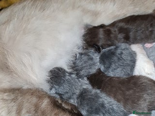 British Shorthair cats Beautiful cinnamon/choc and blue babies 😸 - Advert 5