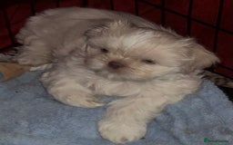 Shih Tzu dogs for sale: Lavender White Imperial Shih Tzu Puppies - Image 22
