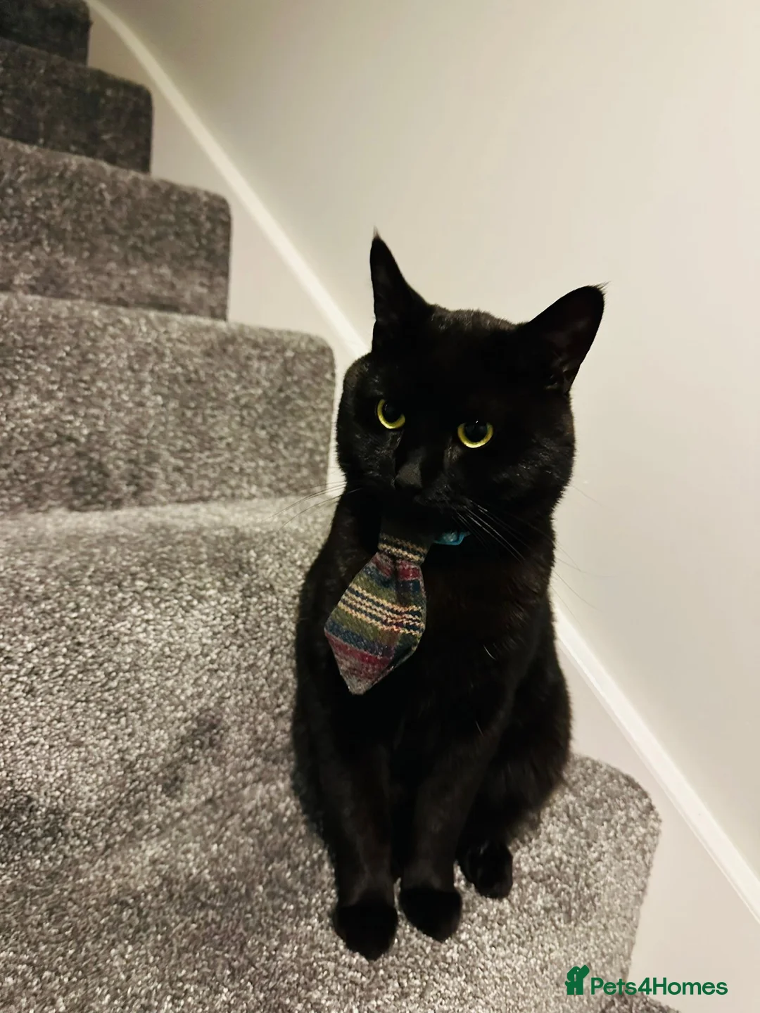 Mixed Breed cats for adoption: The God of Mischief - Advert 5