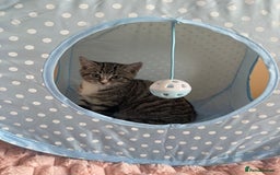 British Shorthair cats for sale: British Short Hair Cross Ragdoll Kitten  - Image 7