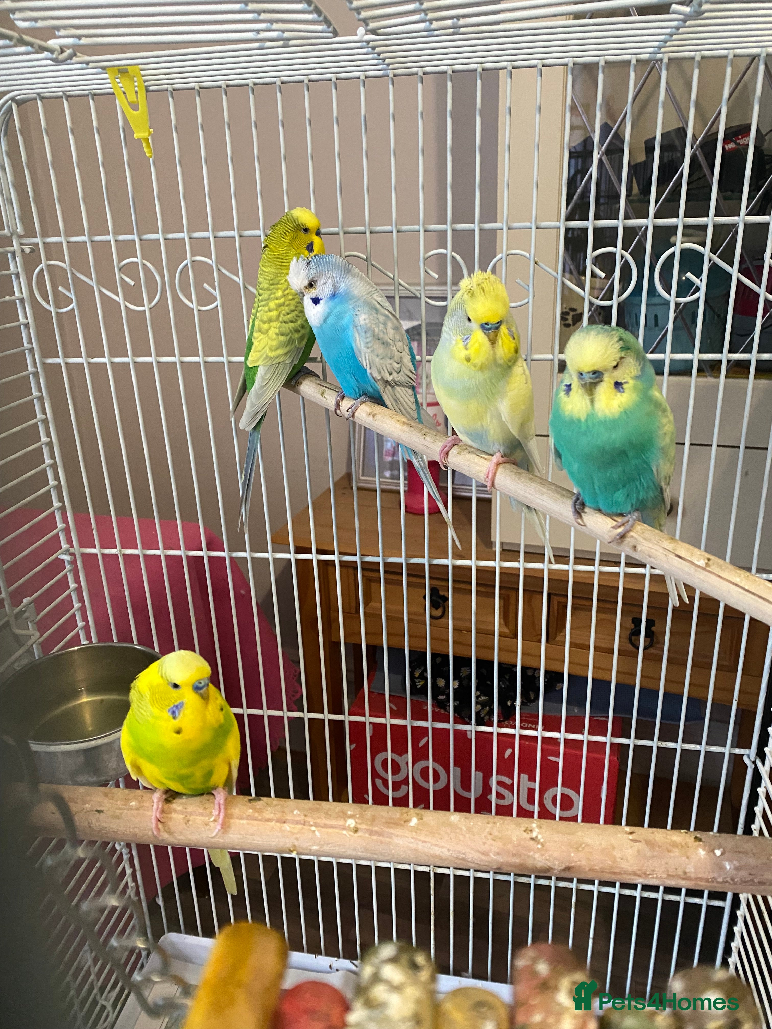 Budgerigars birds Beautiful budgies , mixed colours incl rainbow  - Advert 18