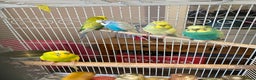 Budgerigars birds for sale: Beautiful budgies , mixed colours incl rainbow  - Advert 1