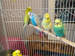Budgerigars birds Beautiful budgies , mixed colours incl rainbow - Advert 18