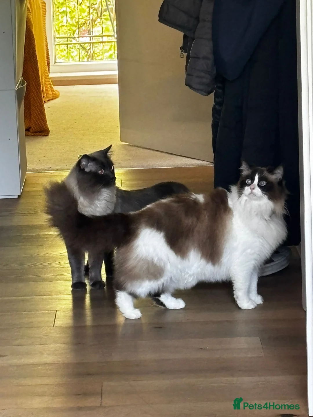 Ragdoll cats for sale: Chunky cuddly ragdoll pedigree kittens - Advert 2