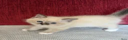 Birman cats for sale: Birman kittens - Advert 7